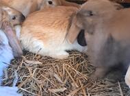 Grajewo ogłoszenia: Sprzedam młode króliki w czystej rasie Baran Francuski Olbrzymi.... - zdjęcie