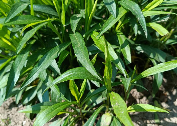 Grajewo ogłoszenia: Sprzedam sadzonki kwiatów ogrodowych mało wymagających i szybko...